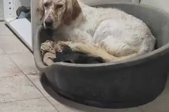 Setter blanc tacheté perdu à Fors - photo