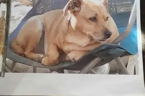 Help Find Rinna: Lost Service Dog in Phoenix