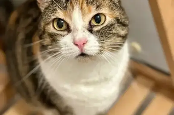 Chat perdu, Beauvois-en-Cambrésis, photo: Chatte tricolore perdue à Beauvois-en-Cambrésis