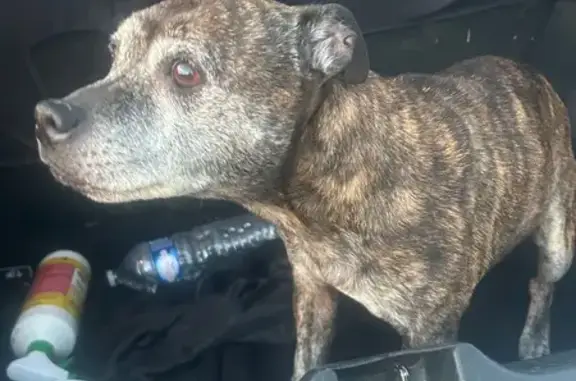 Animaux trouvés , photo: Chienne âgée trouvée blessée à La Tour-d'Aigues