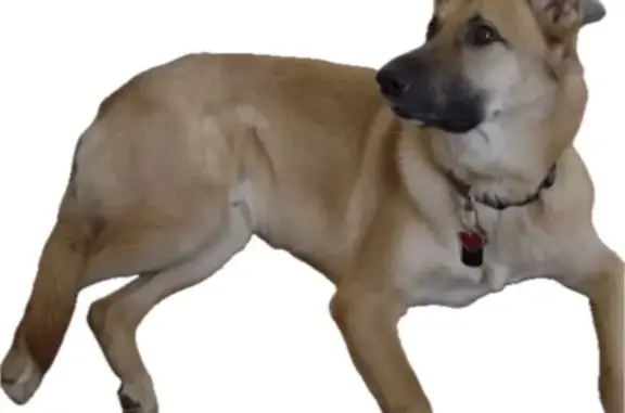 Lost Dog: Tan with Black Muzzle in Phoenix