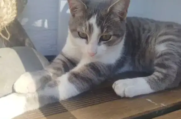 Chat perdu : Rafa, 6 mois, tigré gris/blanc - photo