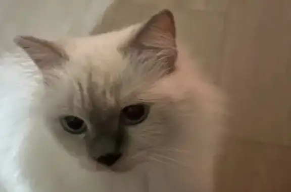 Lost 4-Year-Old White Ragdoll Cat!