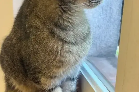 Chatte tigrée trouvée à Roquefort-les-Pins - photo
