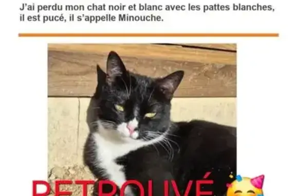 Chat noir et blanc perdu à Pollestres - photo