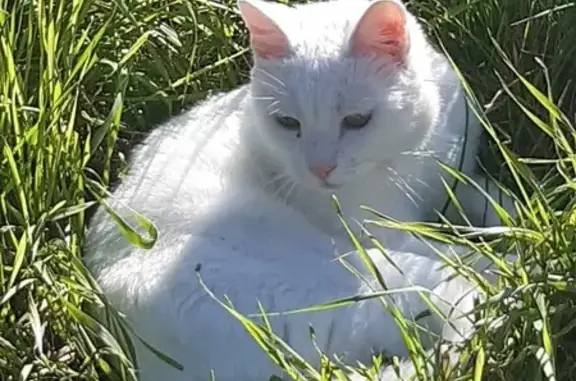 Chat blanc perdu, castré, Occey - photo