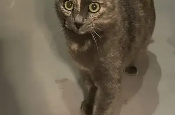 Animaux trouvés Chabeuil, photo: Chat écaille trouvé à Chabeuil, défaut queue