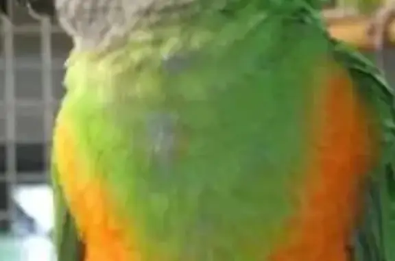 Kiwi, youyou du Sénégal perdu à Cenon - photo