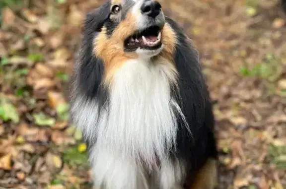 Chien perdue à Lannilis, harnais rouge - photo
