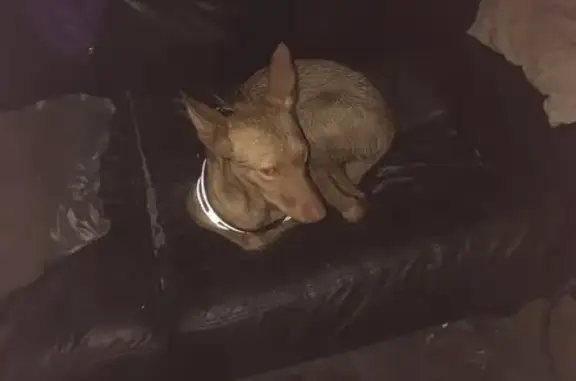 Found: Friendly Tan Dog in Gle...