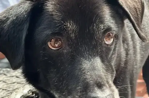 Help Find Our Precious 17-Year-Old Dog!