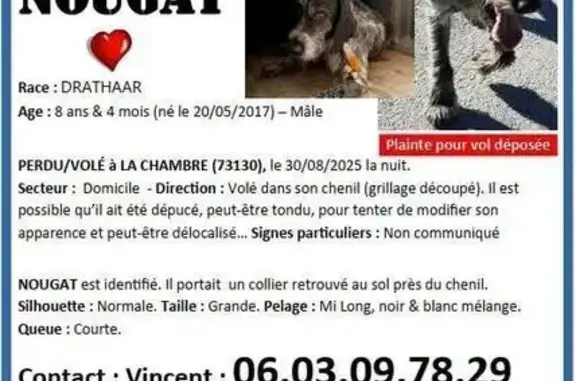Chien volé et relâché à La Chambre - photo