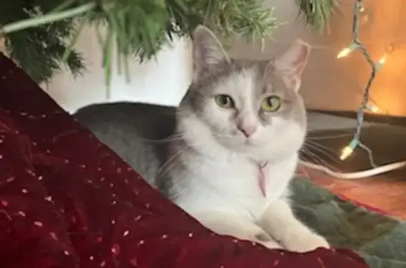 Lost Cat: Grey/White, Green Eyes, Lexington