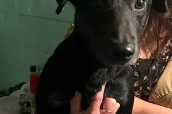 Animaux trouvés Douchy-les-Mines, photo: Chien mâle noir trouvé à Douchy-les-Mines
