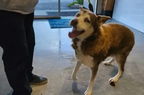 Chien trouvé , photo: Husky marron aux yeux vairons trouvé à Torigny