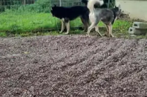 Chien trouvé , photo: Deux huskys trouvés à Saint-Sauveur