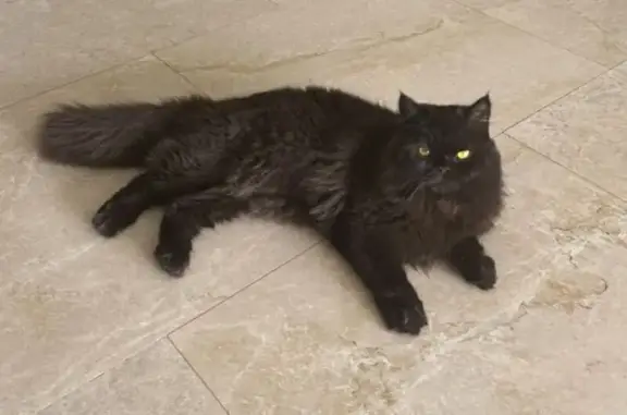 ¡Ayuda! Gato Persa Negro Perdido en Zapopan