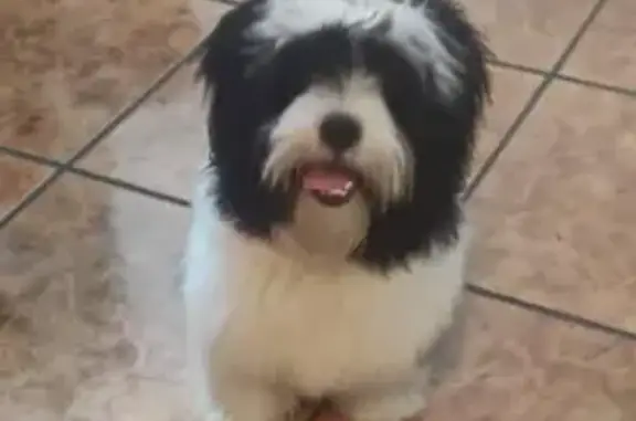 cachorro desaparecida