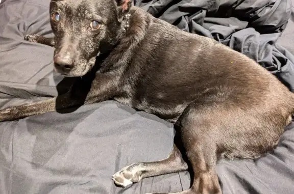 Lost pets , photo: Lost Dog: Black Coat, Waverley Rd, Monash
