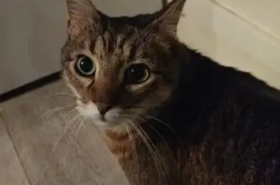Chat perdu, Aulnay-sous-Bois, photo: Chat perdu : Tabby gris-beige, 14 ans