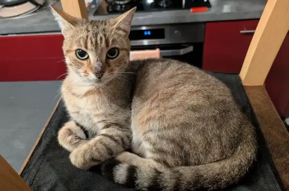 Animaux trouvés , photo: Chat tigré yeux verts trouvé à Sailly