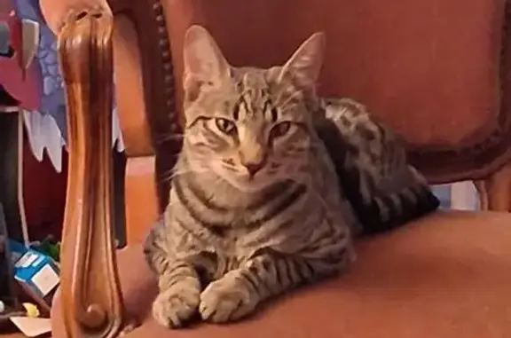 Chat tigré perdu à Loriol-sur-Drôme - photo