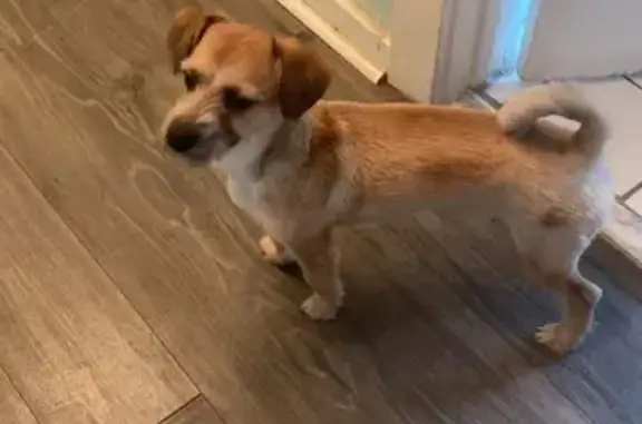 Lost Dog on Ridge Ave, Hamilto...