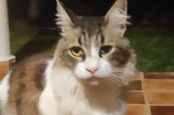 Gata Tricolor Extraviada en Mazarrón