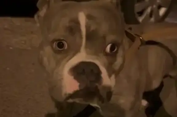 Chien trouvé Wallers, photo: Chien gris trouvé près du site minier à 21h