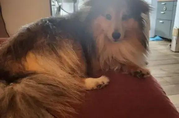 Archie, Berger des Shetlands perdu à Feins - photo