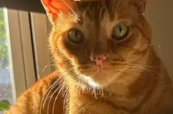 Missing cat , photo: Lost Orange Tabby: Spicy & Rambunctious