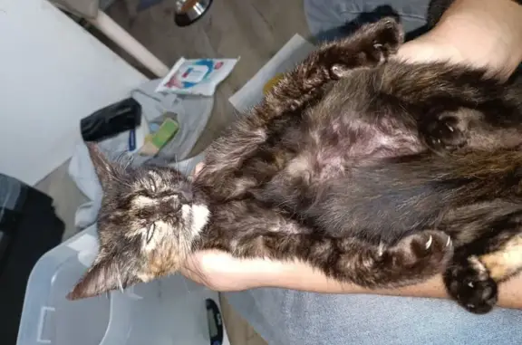 Chat trouvé Écouflant, photo: Chaton écaille trouvé à Écouflant