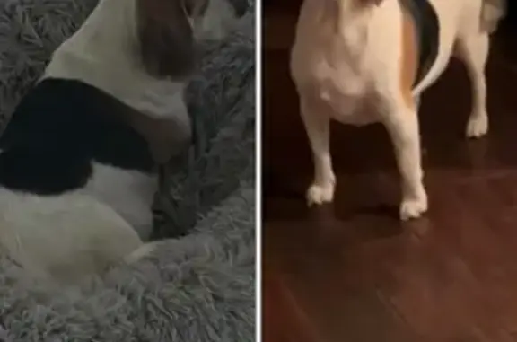 Lost Beagle Hank: Grey Face, L...