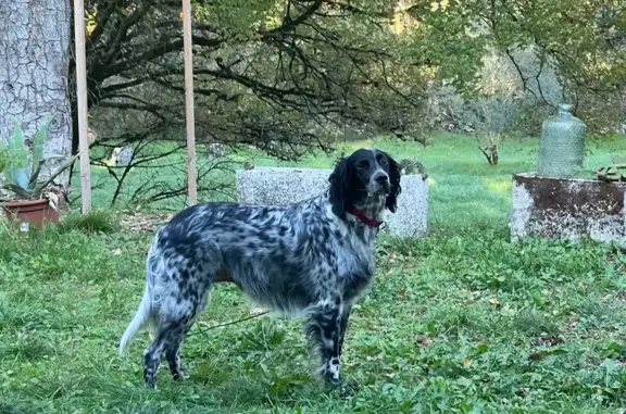 Chien perdu , photo : Chien perdu noir et blanc collier rouge