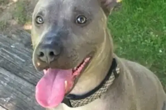 Lost Grey Dog with Beige Colla...