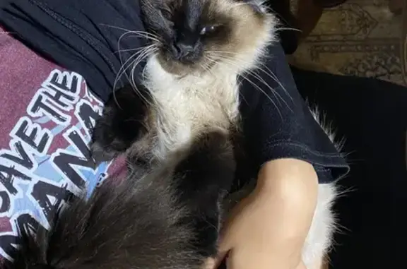 Missing cat , photo: Lost Cat: Brown Face, Blue Eyes, Grange