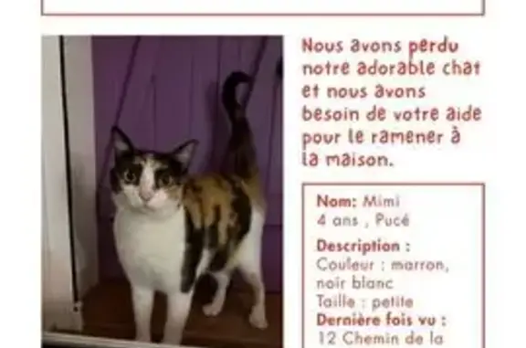 Chat perdu, Martigues, photo: Chatte égarée, écailles tortue, Martigues