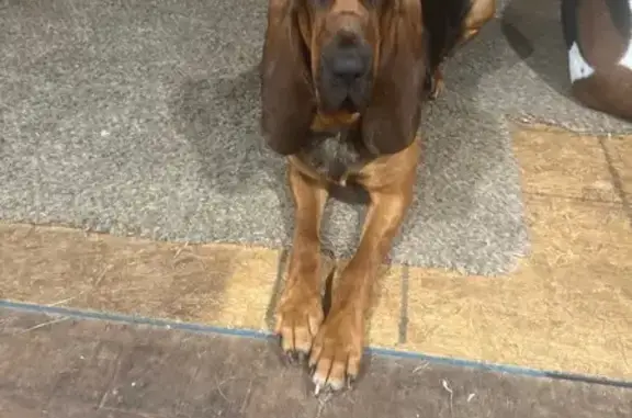 Lost Bloodhound 'Gertie' in Br...