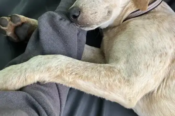 Found Red Tick Hound in Murphy, NC