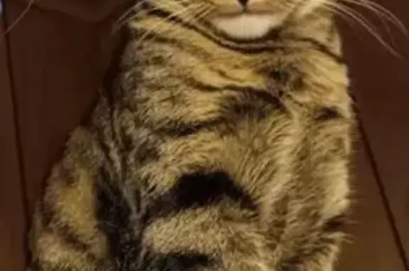 Lost and found pets Salina, photo: Lost Cat: Shy Tiger on Johnstown Ave