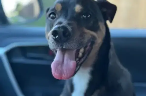 Lost Dog Sully: Black/Brown, Blue Collar