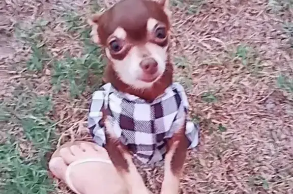 Help Find Mia: Lost Dog in Fort Myers