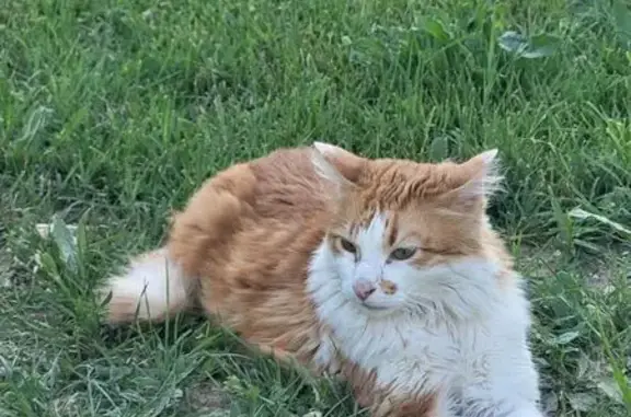 Chat roux et blanc perdu à Marseille - photo