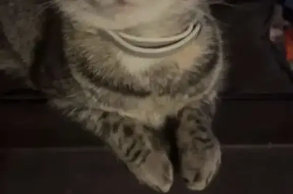 Missing cat Jessup, photo: Lost Cat: Green Eyes, Orange Tail Tips