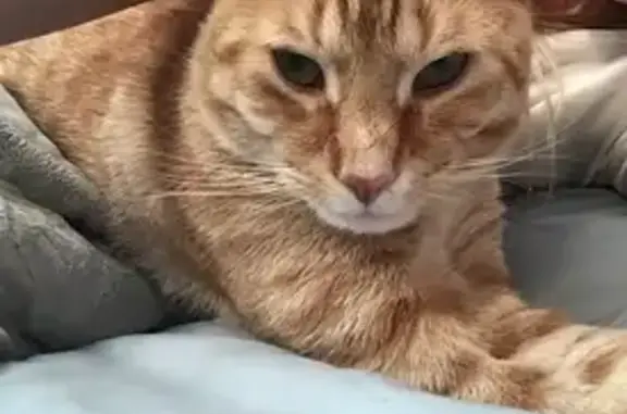 Lost Cat on Sheriff Mill Rd, Easley