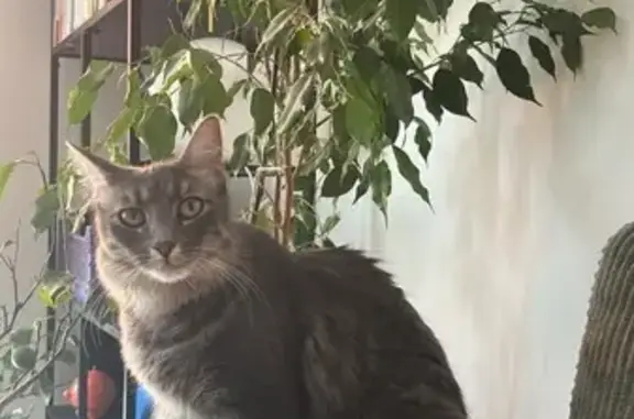 Chatte perdue : Lili, tigrée grise, Hyères - photo