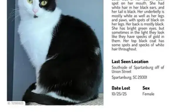 Missing cat Spartanburg, photo: Lost Black & White Cat on Fremont Ave