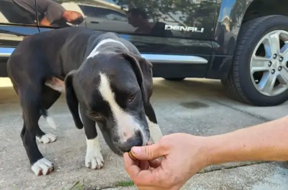 Found dog Avon Park, photo: Found: Sweet Black & White Pit Mix in Avon