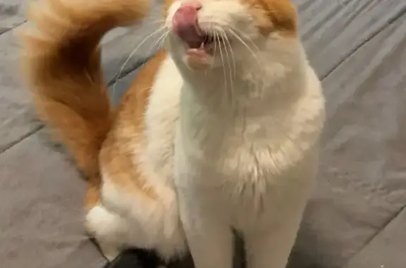 Lost: Orange Tabby with Heart Paw Mark