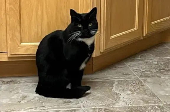 Lost: Friendly Black & White Cat in Bountiful